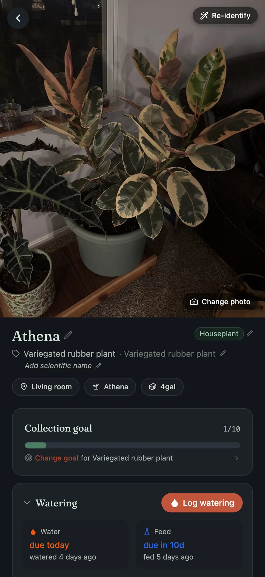 A plant's profile in Repot, dark mode: a full-bleed photo of Athena, a variegated rubber plant, with her name, collection goal, and care schedule below