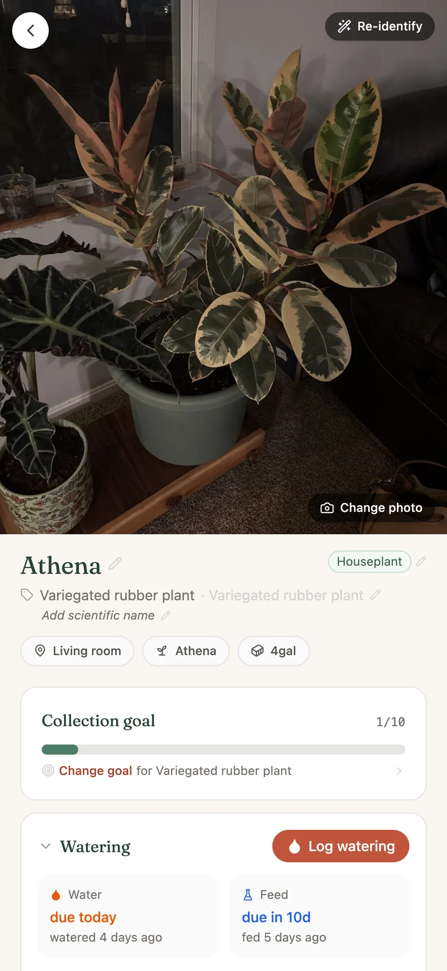 A plant's profile in Repot, light mode: a full-bleed photo of Athena, a variegated rubber plant, with her name, collection goal, and care schedule below